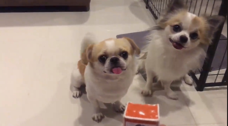 Dogilike.com :: ɳ ... öѧ-ѧ ҢͧԻͧҢͧѧ͵