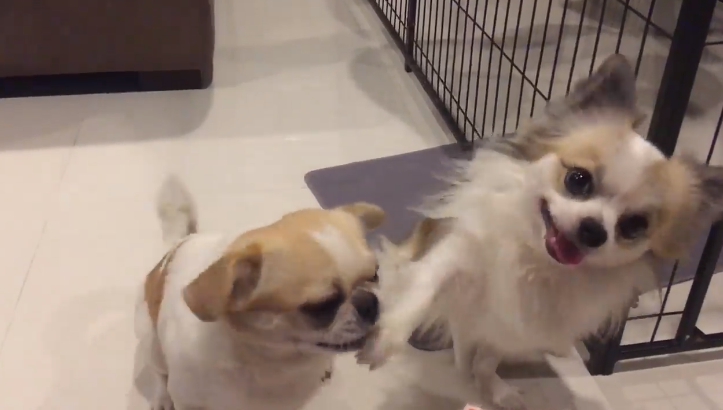 Dogilike.com :: ɳ ... öѧ-ѧ ҢͧԻͧҢͧѧ͵