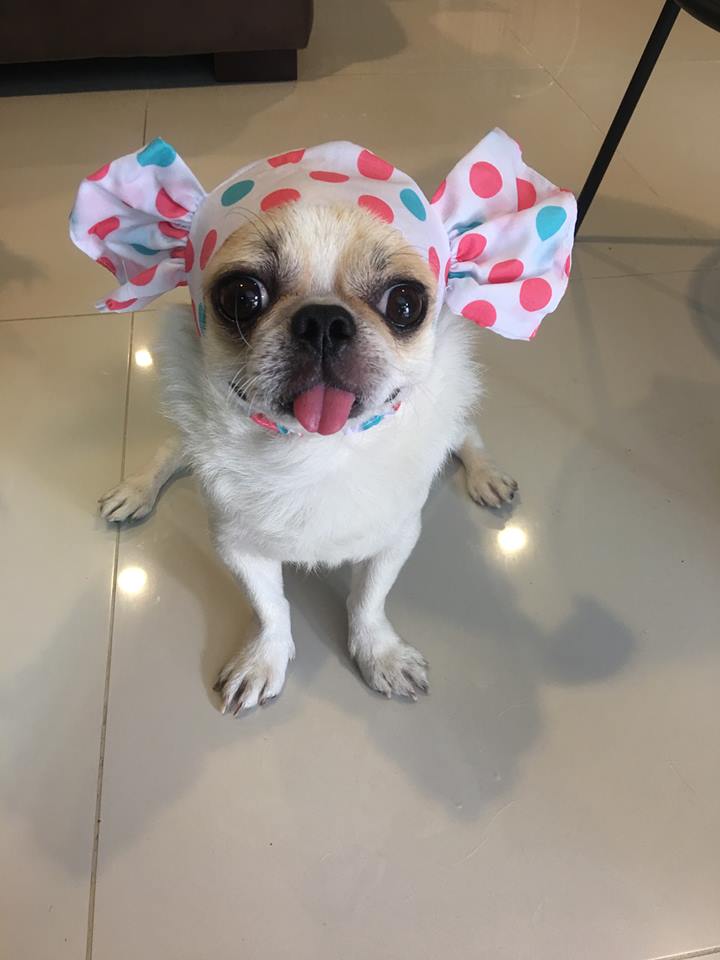 Dogilike.com :: ɳ ... öѧ-ѧ ҢͧԻͧҢͧѧ͵