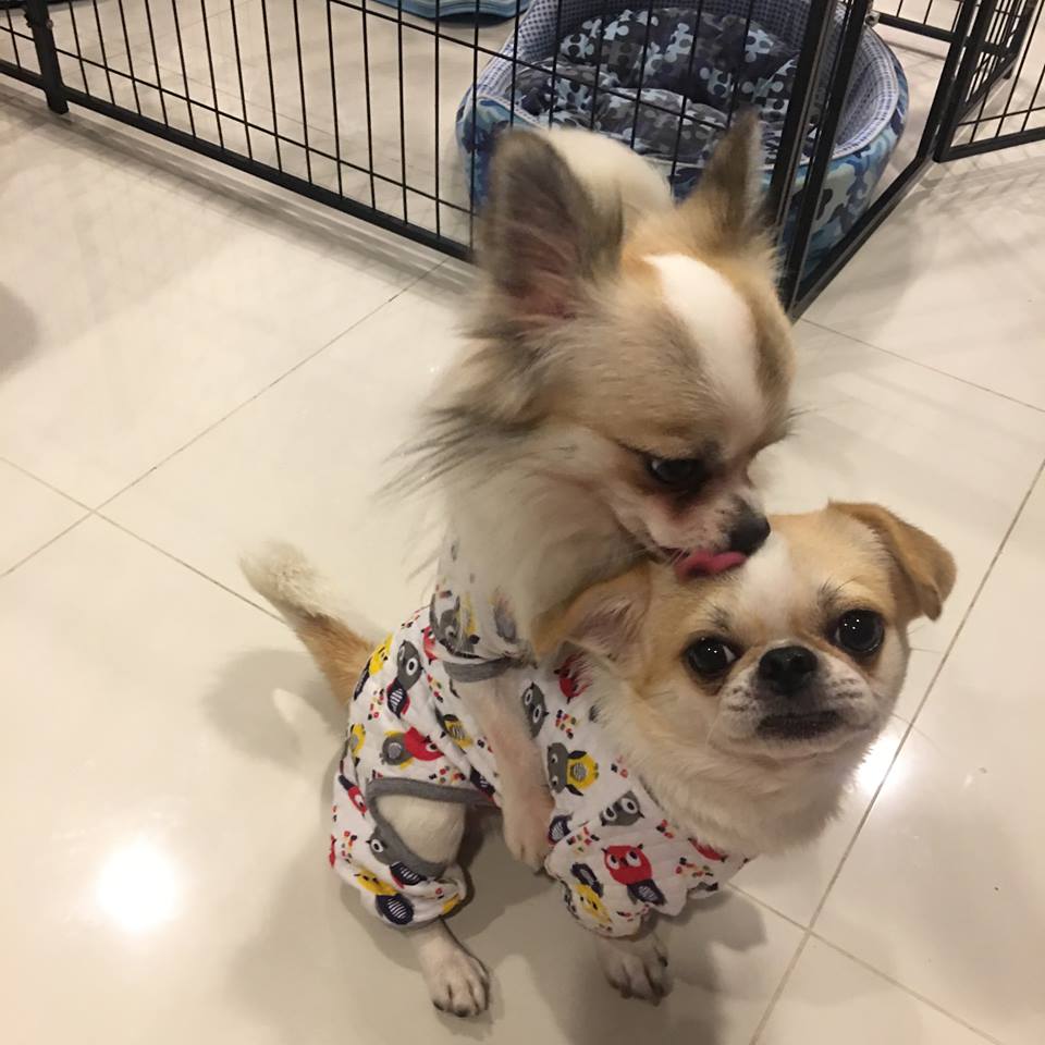 Dogilike.com :: ɳ ... öѧ-ѧ ҢͧԻͧҢͧѧ͵