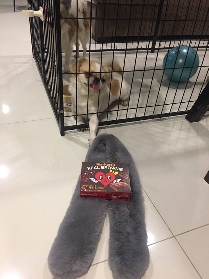 Dogilike.com :: ɳ ... öѧ-ѧ ҢͧԻͧҢͧѧ͵