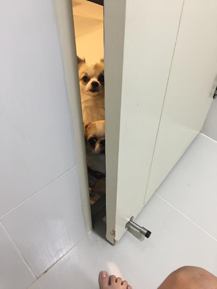 Dogilike.com :: ɳ ... öѧ-ѧ ҢͧԻͧҢͧѧ͵