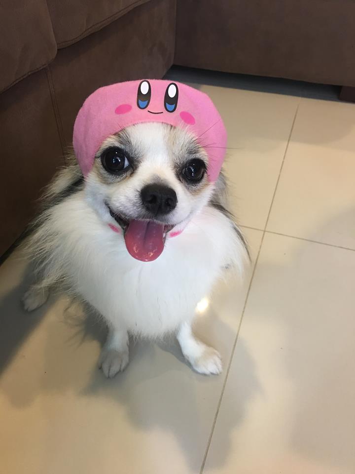 Dogilike.com :: ɳ ... öѧ-ѧ ҢͧԻͧҢͧѧ͵