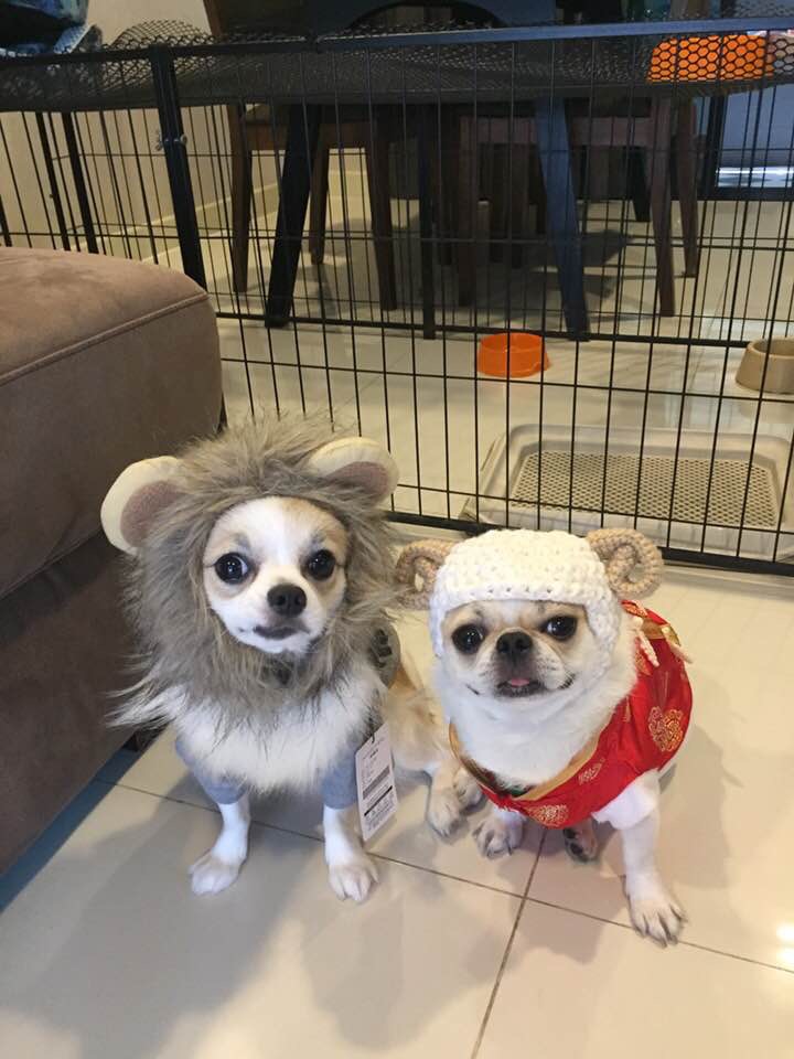 Dogilike.com :: ɳ ... öѧ-ѧ ҢͧԻͧҢͧѧ͵