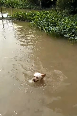 Dogilike.com :: ɳ ...  ͧش ҢͧԻⴴӷѧѧš