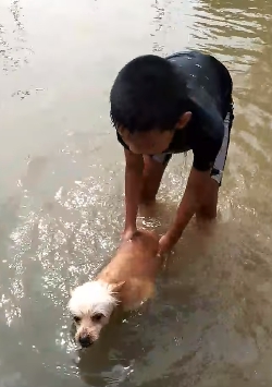 Dogilike.com :: ɳ ...  ͧش ҢͧԻⴴӷѧѧš