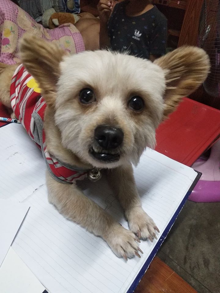 Dogilike.com :: ɳ ...  ͧش ҢͧԻⴴӷѧѧš