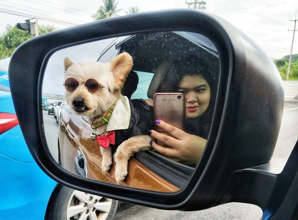 Dogilike.com :: ɳ ...  ͧش ҢͧԻⴴӷѧѧš