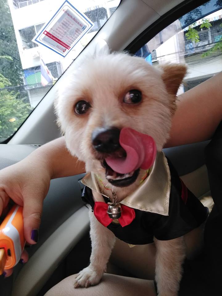 Dogilike.com :: ɳ ...  ͧش ҢͧԻⴴӷѧѧš