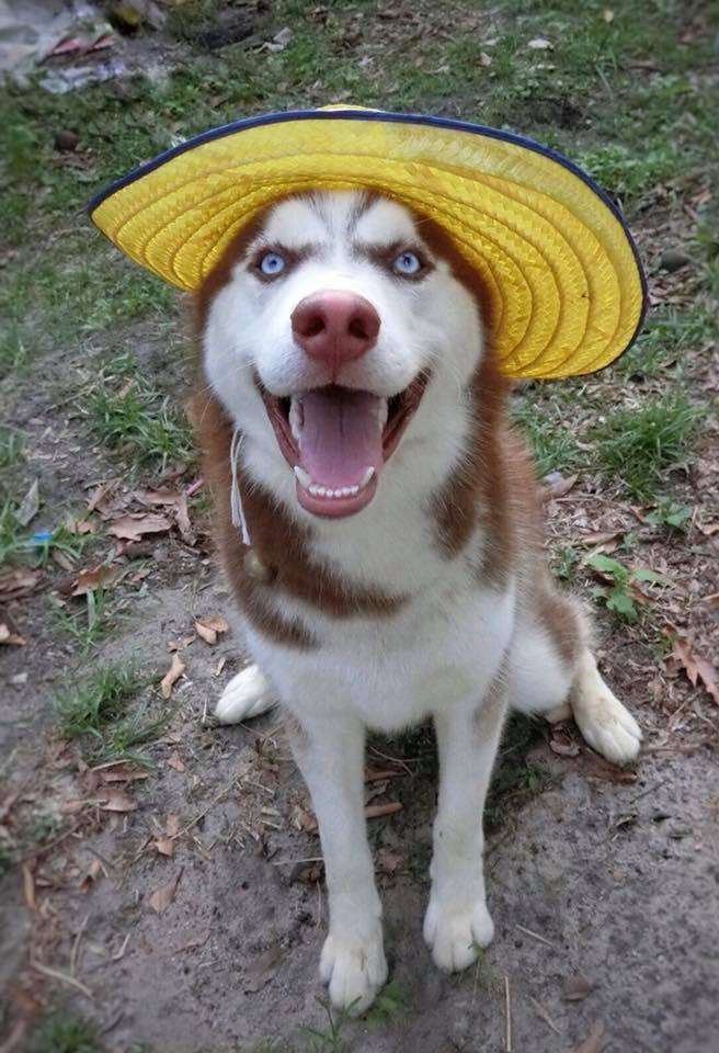 Dogilike.com :: ɳ ...  䫺¹˹ֹشǹ