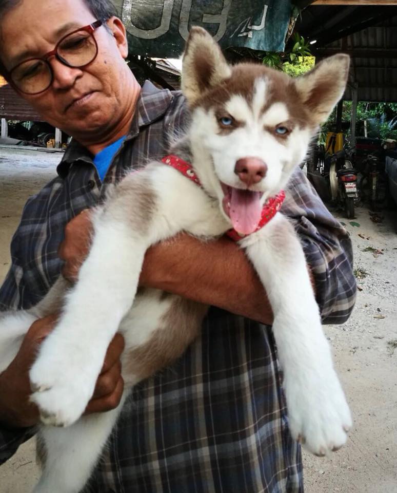 Dogilike.com :: ɳ ...  䫺¹˹ֹشǹ