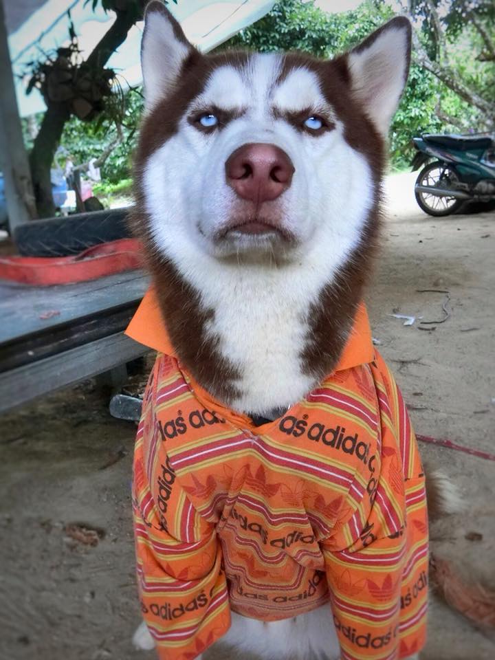 Dogilike.com :: ɳ ...  䫺¹˹ֹشǹ