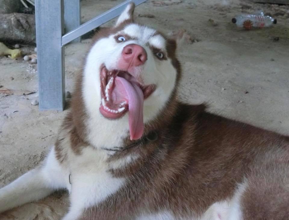 Dogilike.com :: ɳ ...  䫺¹˹ֹشǹ
