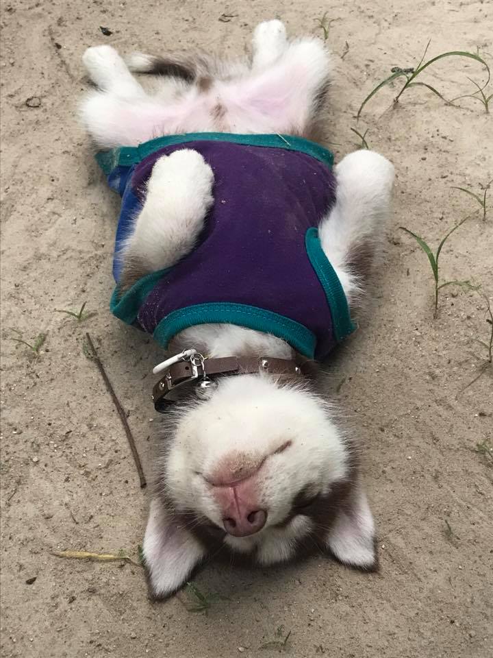 Dogilike.com :: ɳ ...  䫺¹˹ֹشǹ