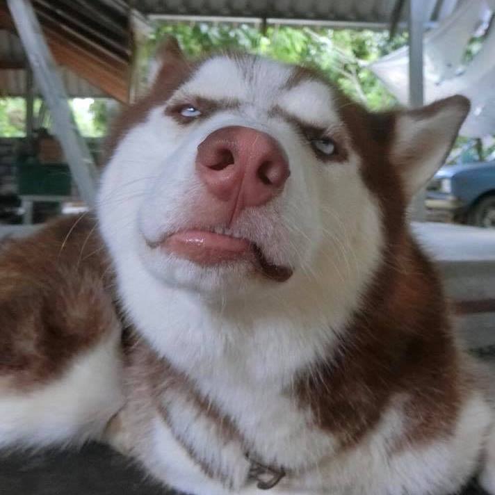Dogilike.com :: ɳ ...  䫺¹˹ֹشǹ
