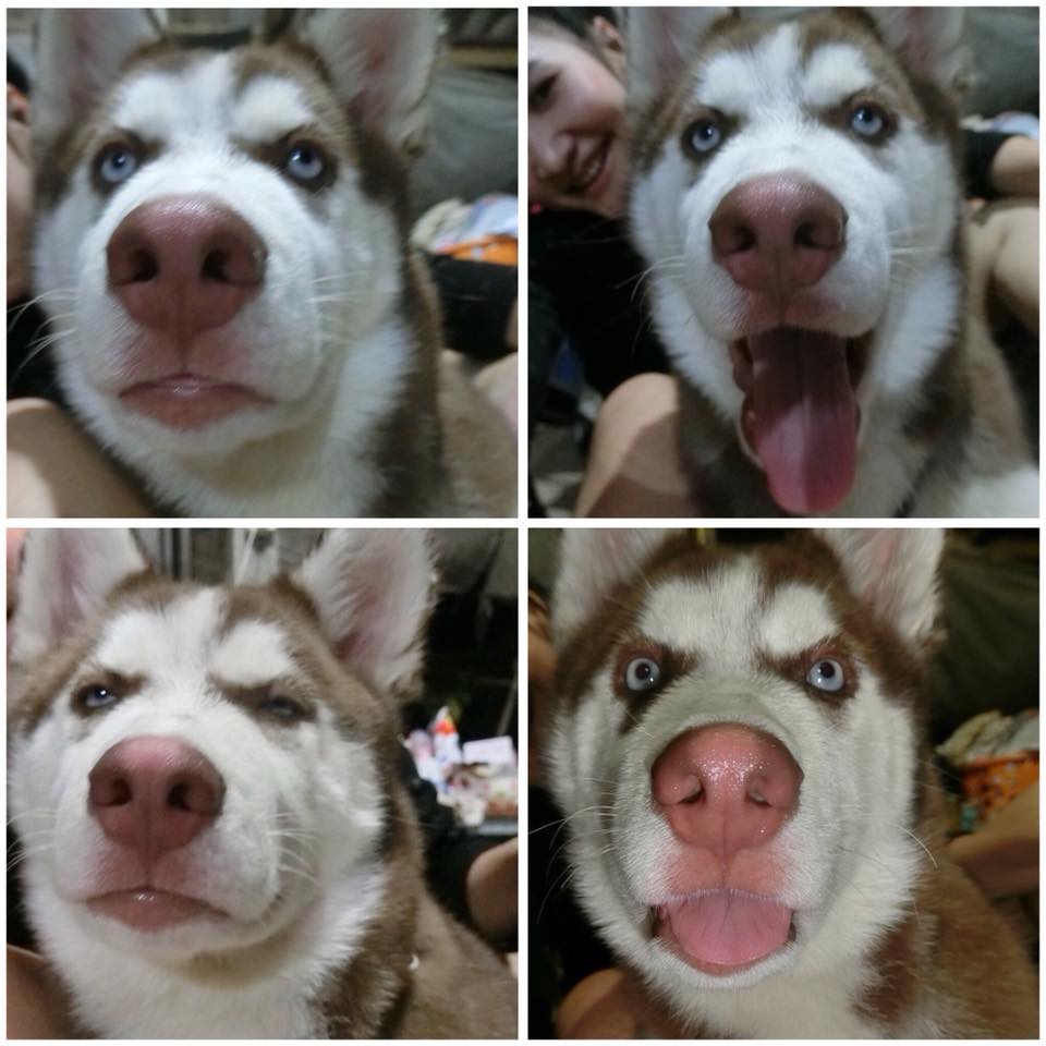Dogilike.com :: ɳ ...  䫺¹˹ֹشǹ