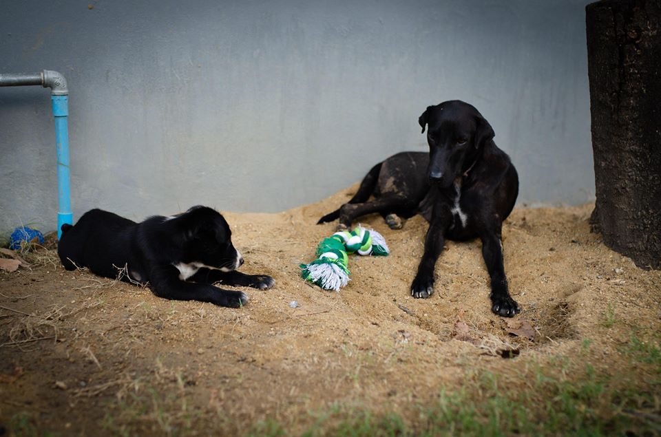 Dogilike.com :: สัมภาษณ์พิเศษ ... นีออน หมาดำแม่ลูกอ่อน ขอโอกาสมีบ้านที่อบอุ่นหลังสุดท้ายในชีวิต Dogilike.com :: สัมภาษณ์พิเศษ ... นีออน หมาดำแม่ลูกอ่อน ขอโอกาสมีบ้านที่อบอุ่นหลังสุดท้ายในชีวิต