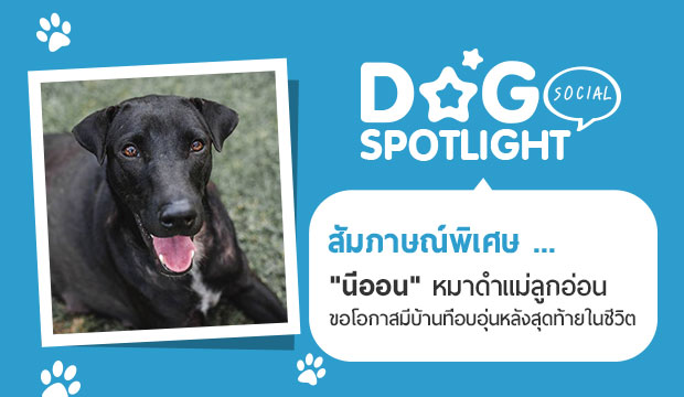 Dogilike.com :: ɳ ... ͹ Ҵ١͹ ͡պҹͺѧش㹪Ե