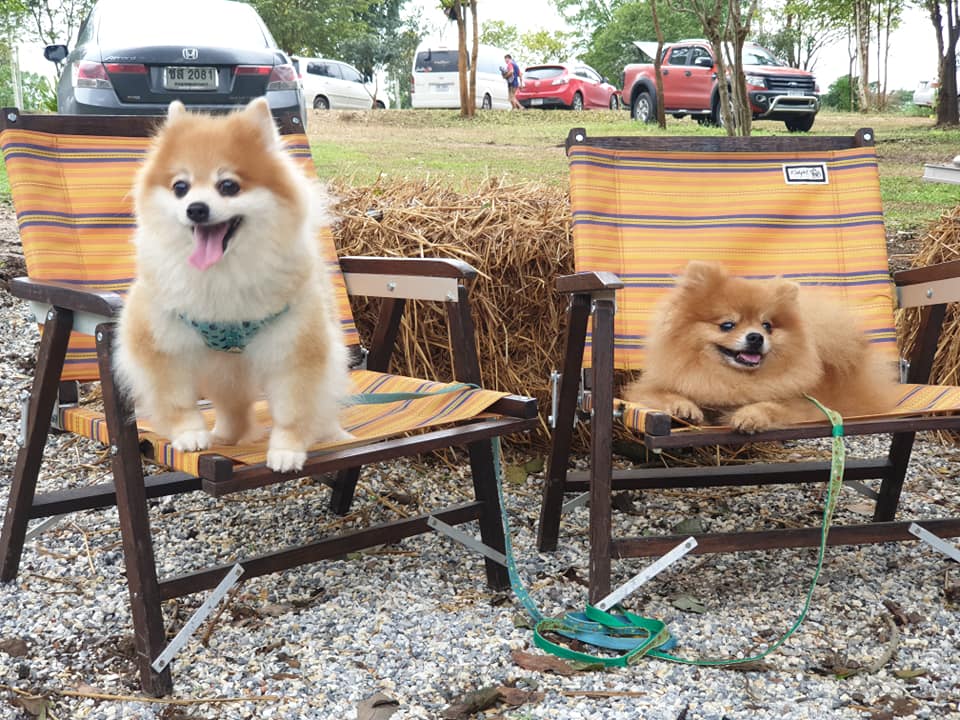 Dogilike.com :: ɳ ... ʹԹ Ҿҡҧ繷 ѺǤԴ  Ѻͺ
