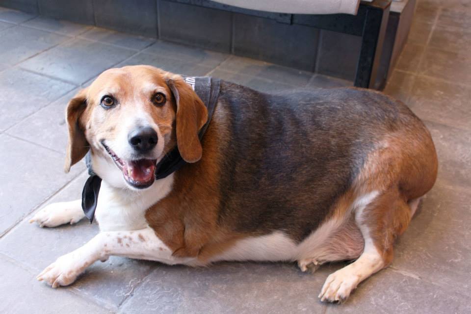 Dogilike.com :: ѴѹѺ 5 ¾ѹͧ㨡ǹ