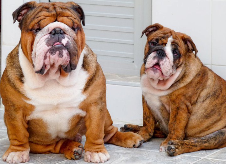 Dogilike.com :: ѴѹѺ 5 ¾ѹͧ㨡ǹ