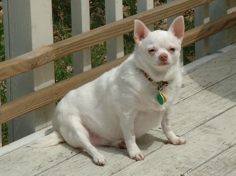 Dogilike.com :: ѴѹѺ 5 ¾ѹͧ㨡ǹ