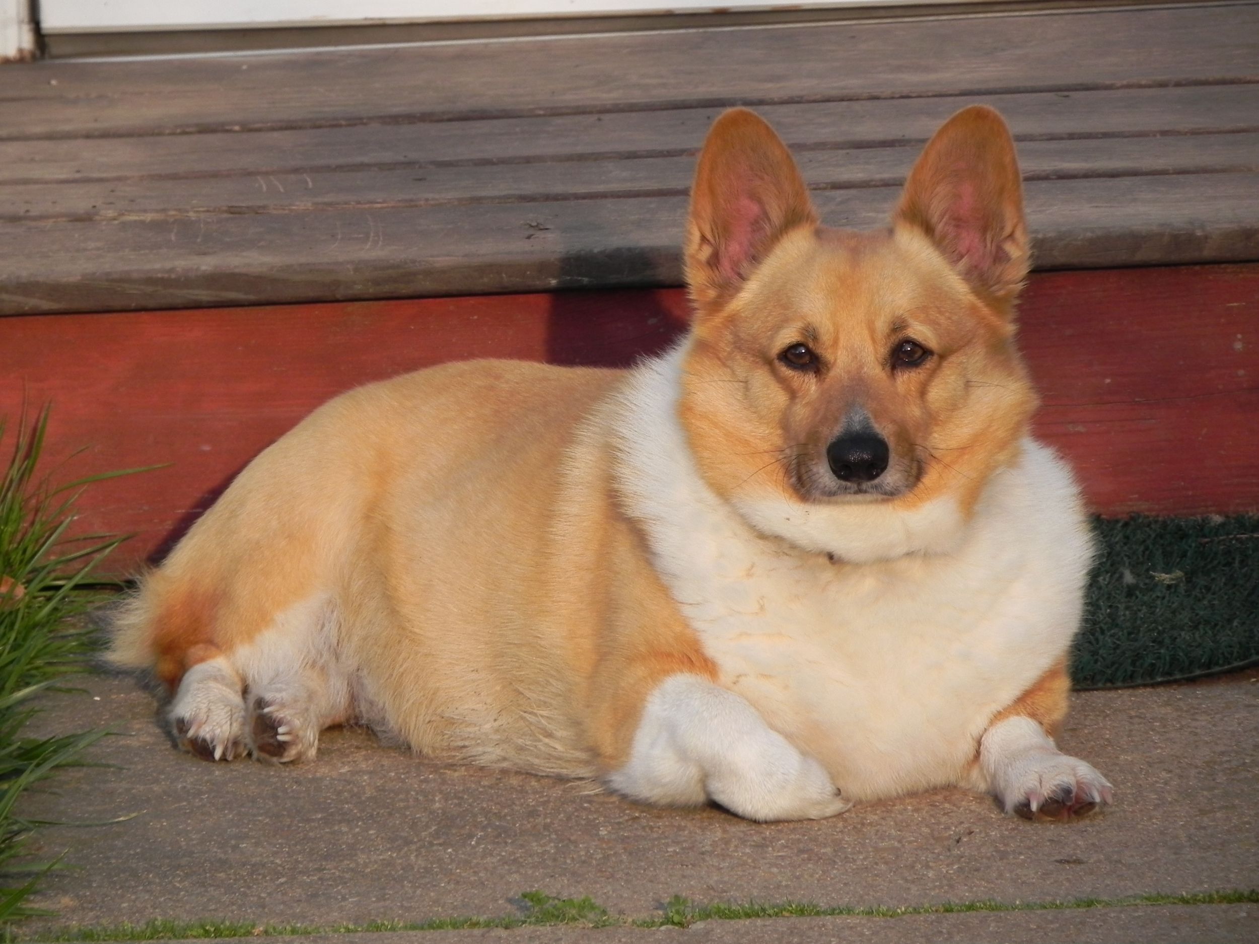 Dogilike.com :: ѴѹѺ 5 ¾ѹͧ㨡ǹ