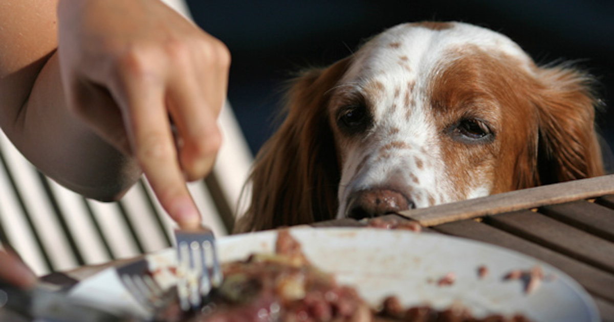 จัดอันดับ 5 ท่าไม้ตายสุดอ้อนของน้องหมาเวลาขอของกิน | Dogilike.Com