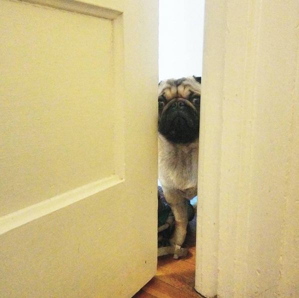Dogilike.com :: ѴѹѺ 5 ĵԡͧҪͺ͹