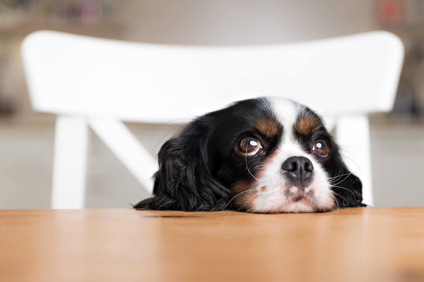 Dogilike.com :: ѴѹѺ 5 ĵԡͧҪͺ͹