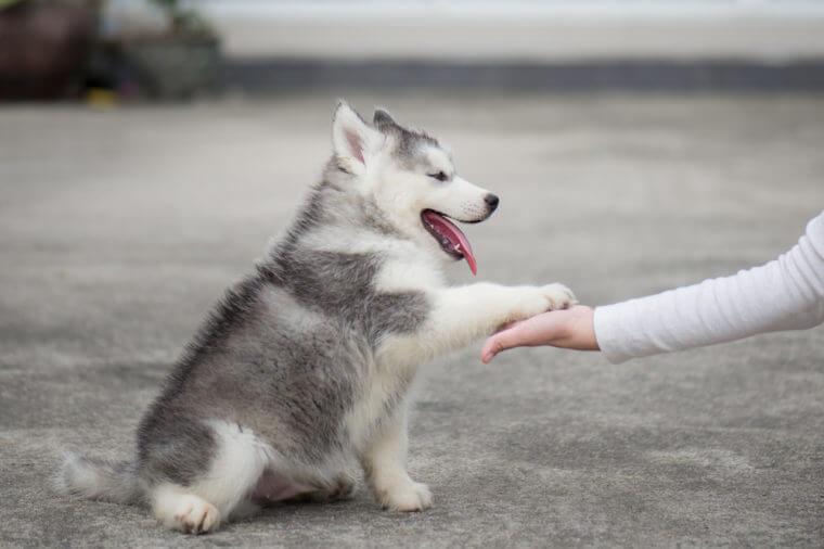 Dogilike.com :: ѴѹѺ 5 ˵ؼŷͧ䫺¹١