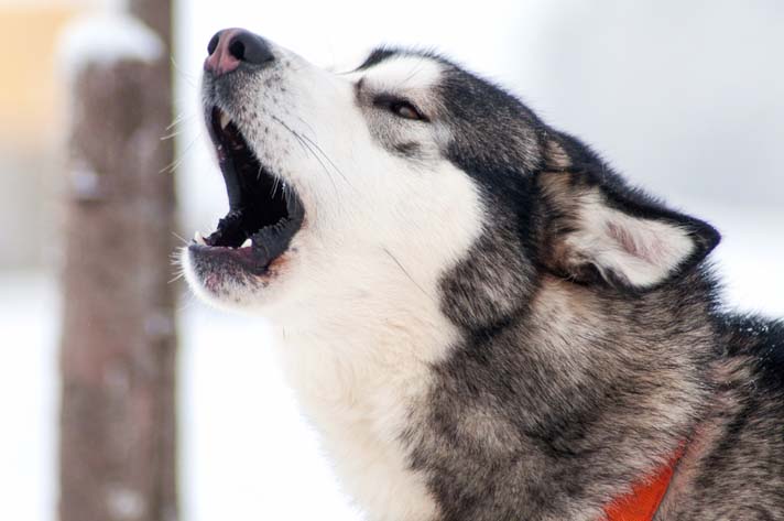 Dogilike.com :: ѴѹѺ 5 ˵ؼŷͧ䫺¹١