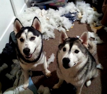 Dogilike.com :: ѴѹѺ 5 ˵ؼŷͧ䫺¹١