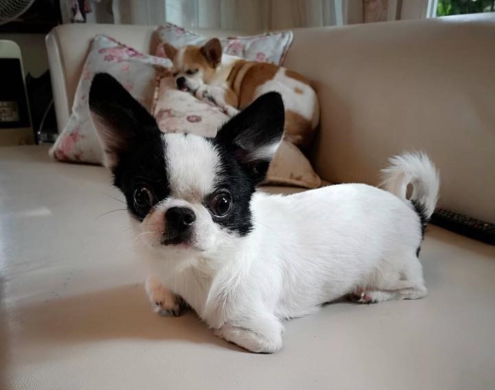 Dogilike.com :: ɳ ... ʹ ͧҼѡ