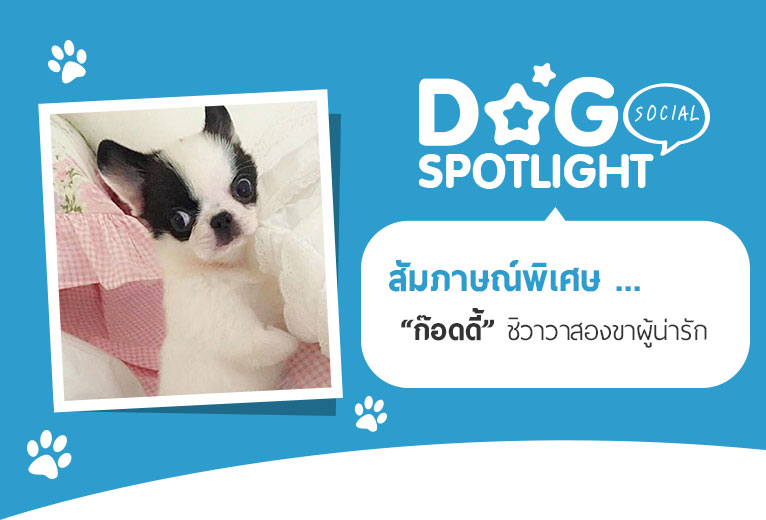 Dogilike.com :: ɳ ... ʹ ͧҼѡ