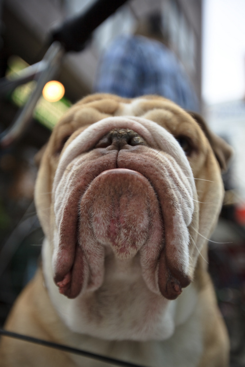 Dogilike.com ::  ... ͹ͧҡç