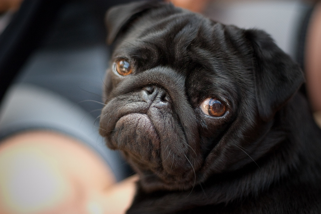 Dogilike.com ::  ... ͹ͧҡç