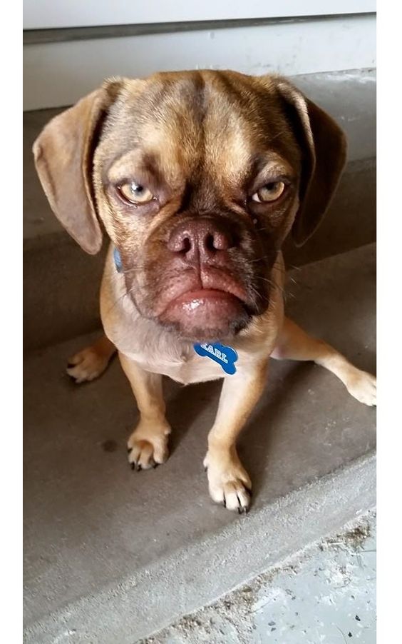 Dogilike.com ::  ... ͹ͧҡç