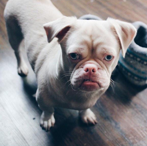 Dogilike.com ::  ... ͹ͧҡç