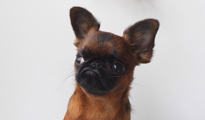 Dogilike.com ::  ... ͹ͧҡç