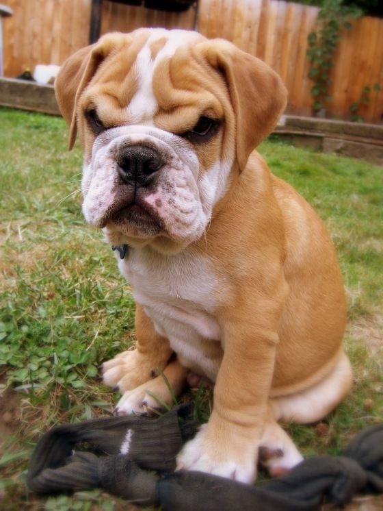 Dogilike.com ::  ... ͹ͧҡç