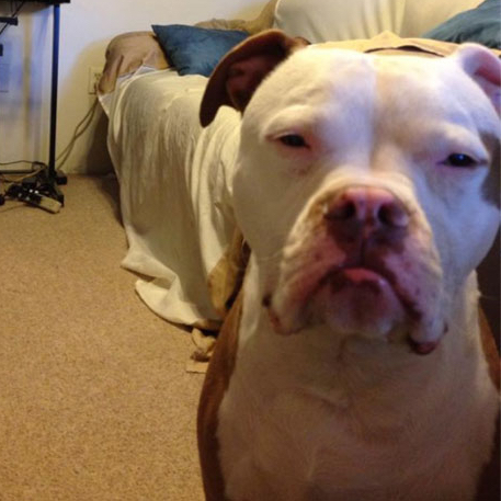 Dogilike.com ::  ... ͹ͧҡç