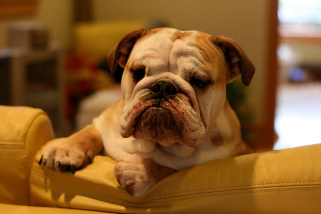 Dogilike.com ::  ... ͹ͧҡç