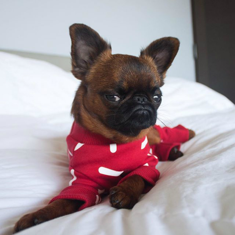 Dogilike.com ::  ... ͹ͧҡç