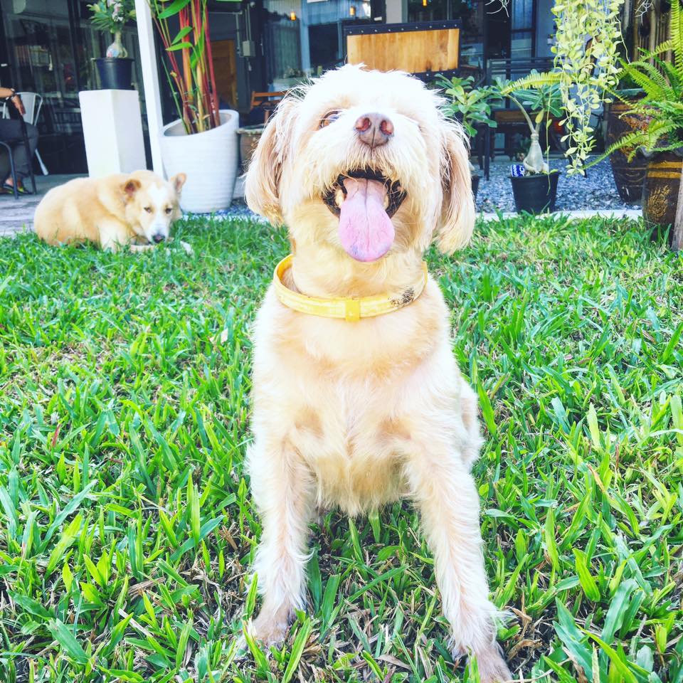 Dogilike.com :: Wagging Tales Cafe ͧ()شѡ @Թ
