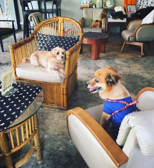 Dogilike.com :: Wagging Tales Cafe ͧ()شѡ @Թ
