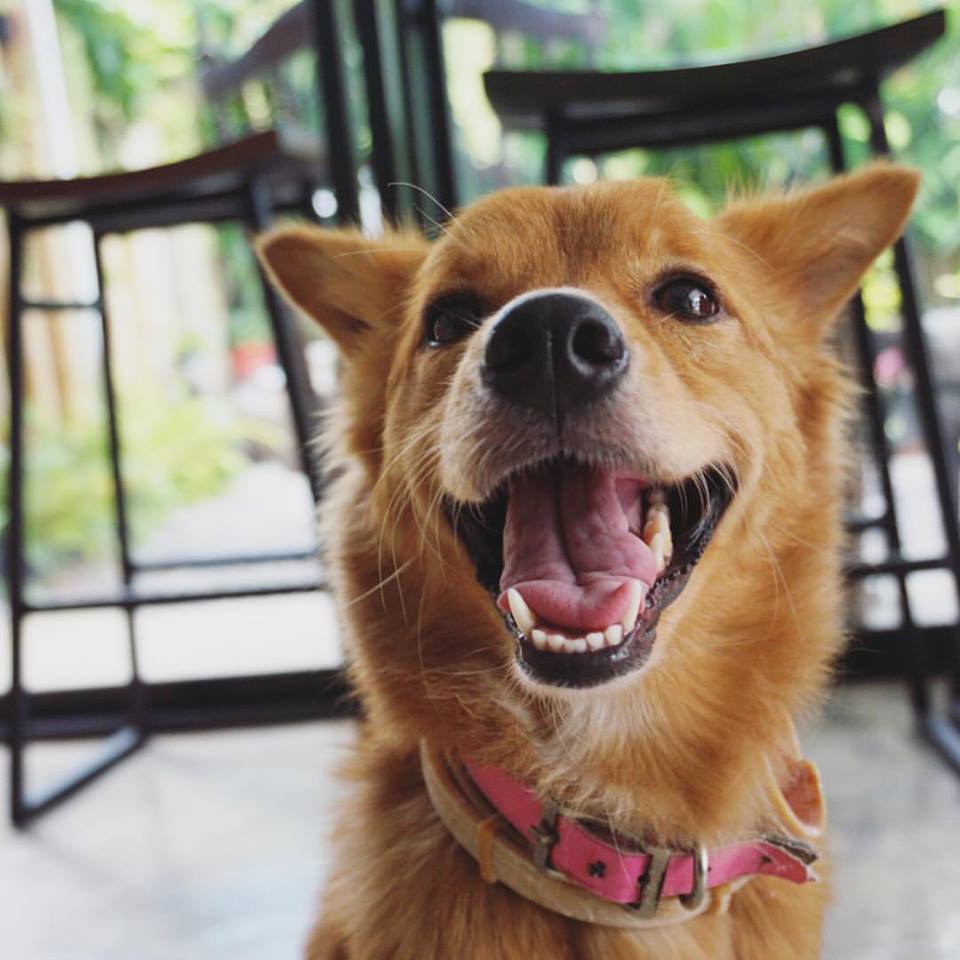 Dogilike.com :: Wagging Tales Cafe ͧ()شѡ @Թ