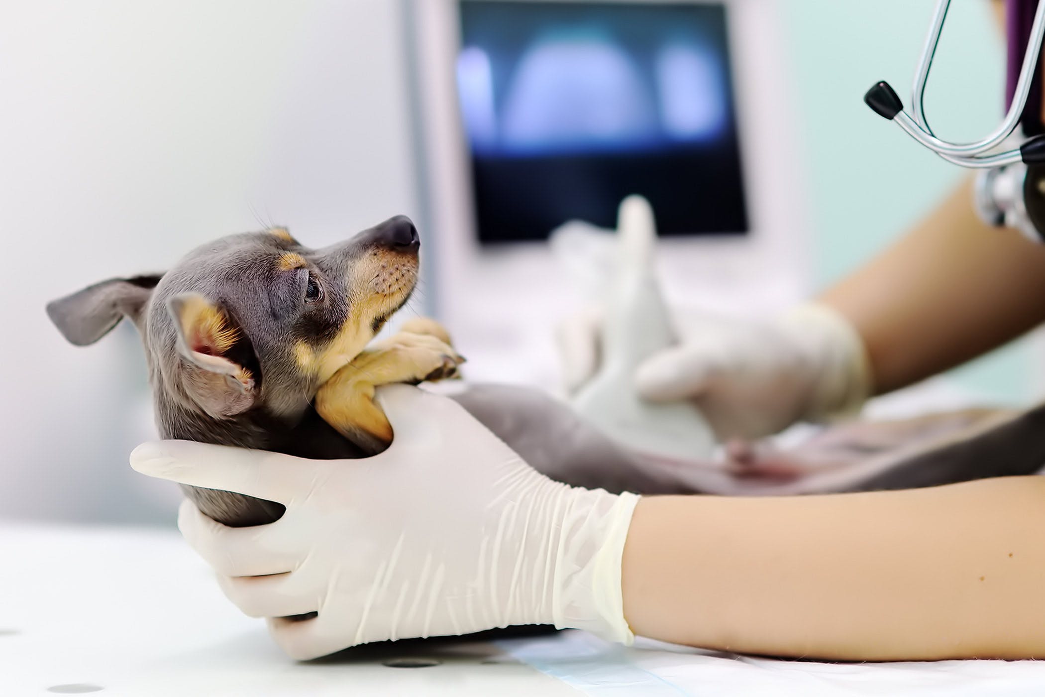 Собака перед операцией. УЗИ диагностика в ветеринарии. Ультразвуковая терапия в ветеринарии.