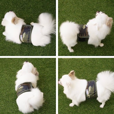 Dogilike.com ::  ѭҹͧѴ ҤҴعѢ PUPPY LOVE BELLY DOG 