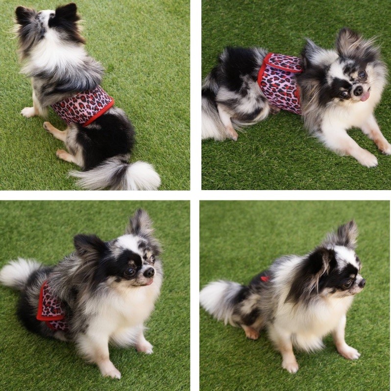 Dogilike.com ::  ѭҹͧѴ ҤҴعѢ PUPPY LOVE BELLY DOG 